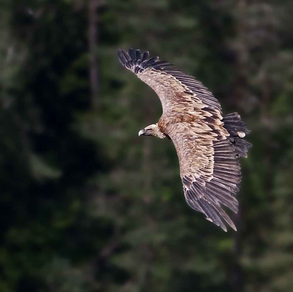 Gänsegeier