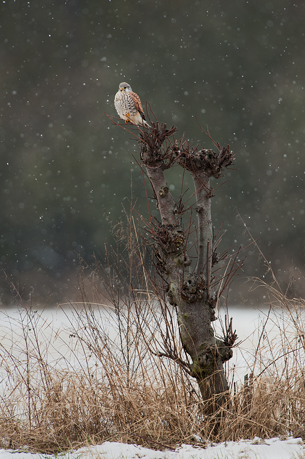 Winterlicher Turmfalke