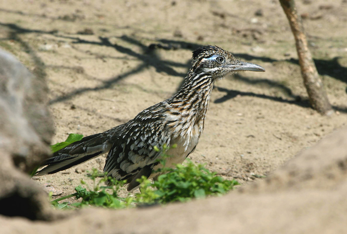 Road Runner