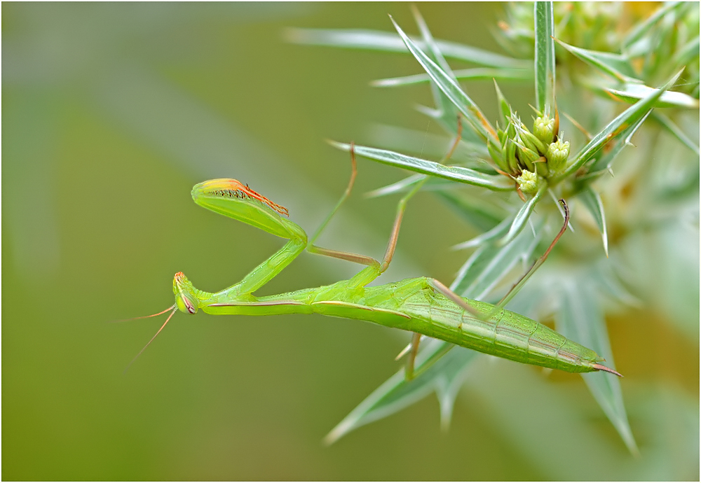 *Mantis*