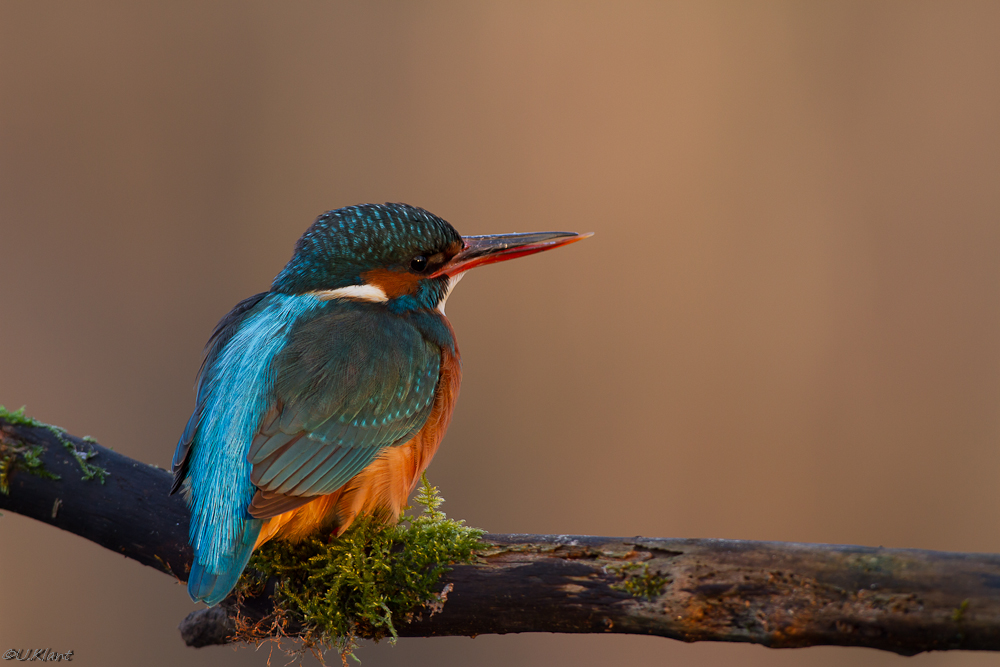 Eisvogel