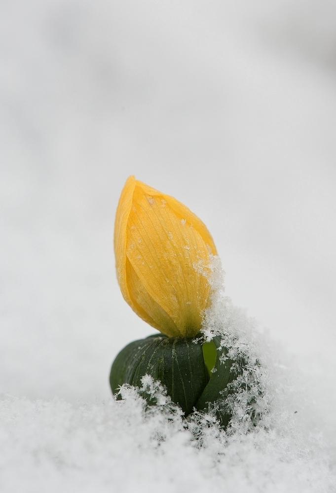 Winterling aktuell..