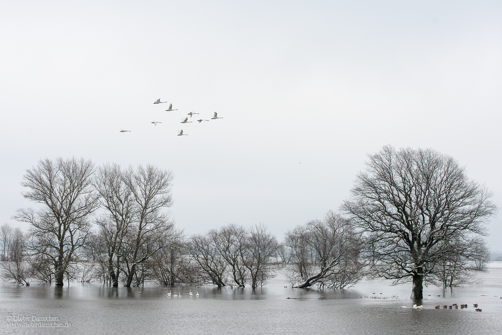 Winterhochwasser