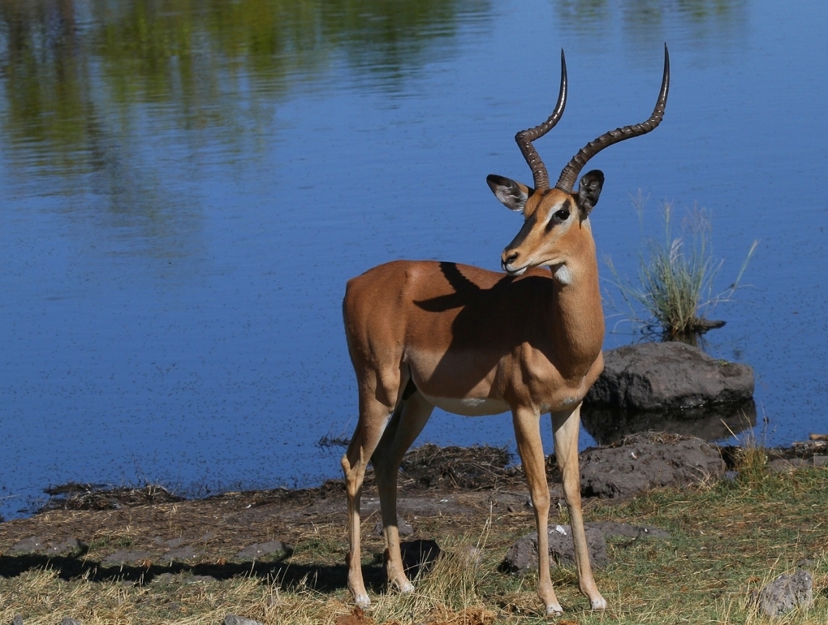 Schwarznasenimpala (Aepyceros melampus petersi)