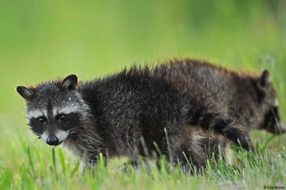 Baby Raccoon