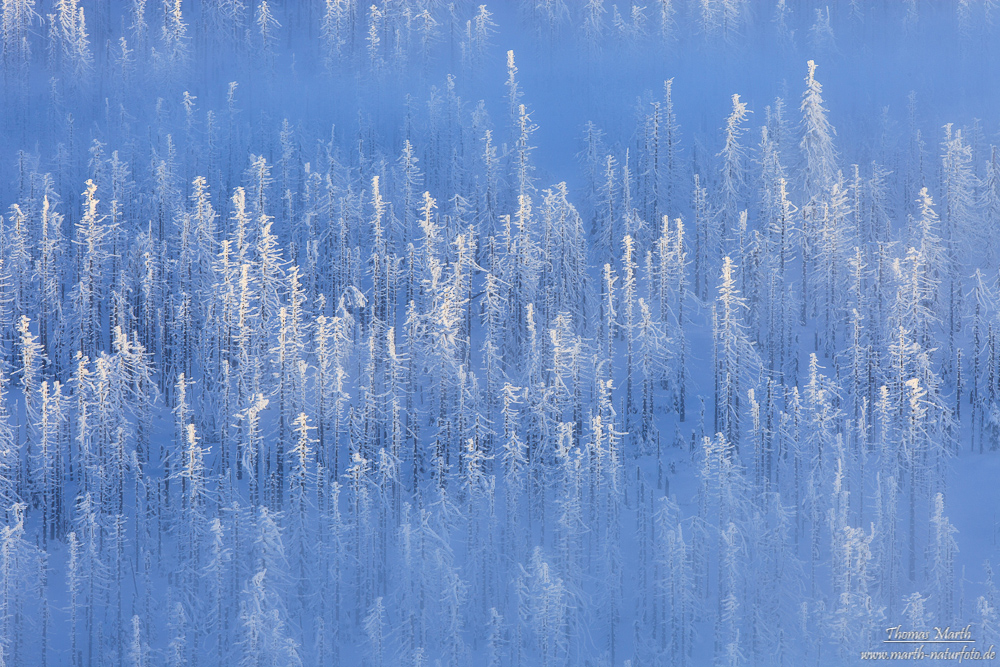 Winterwald