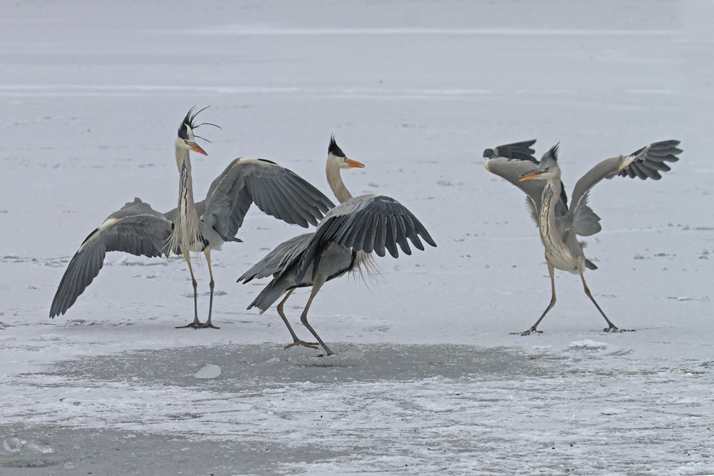 Eis-Ballett....