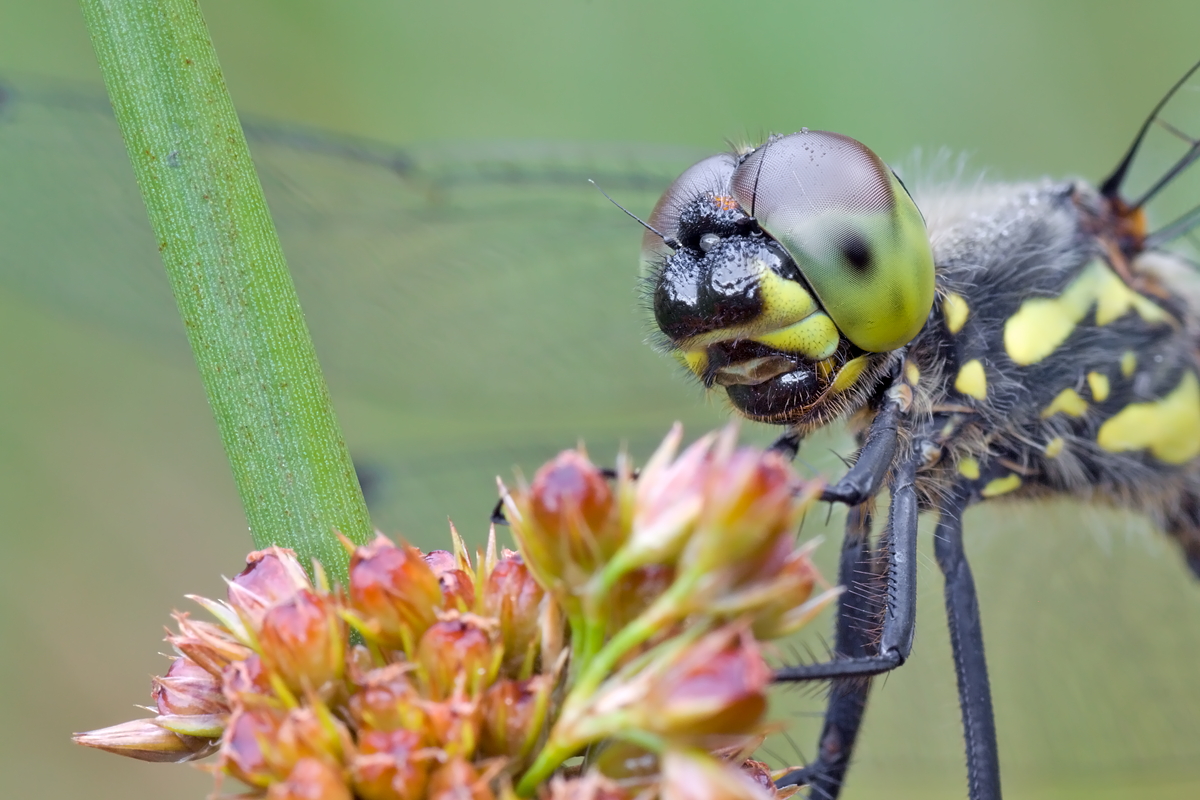 Schwarze Heidelibelle