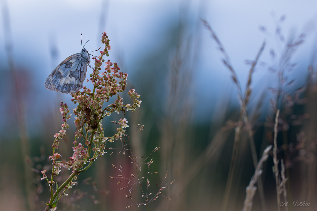 "Wiesenallerlei"  zur blauen Stunde...