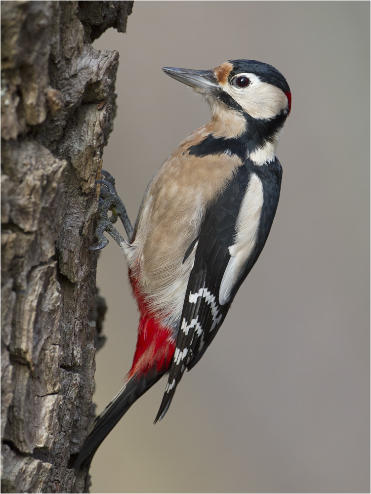 Buntspecht (Dendrocopos major)