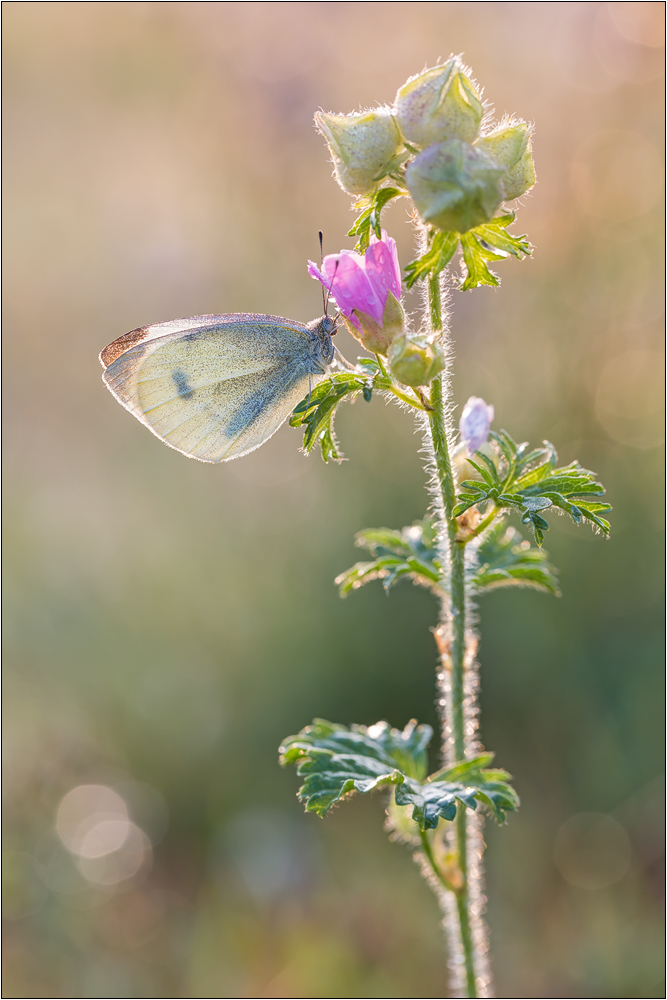 Kleiner Kohlweißling (Pieris rapae)