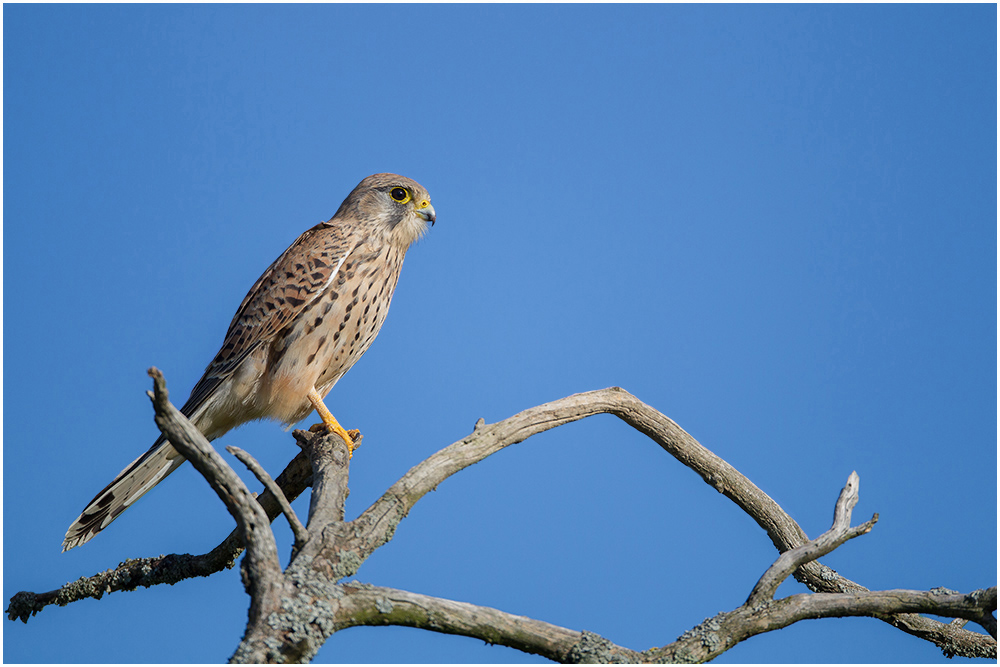 Turmfalke-Weib