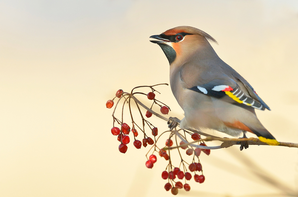 Seidenschwanz / Waxwing