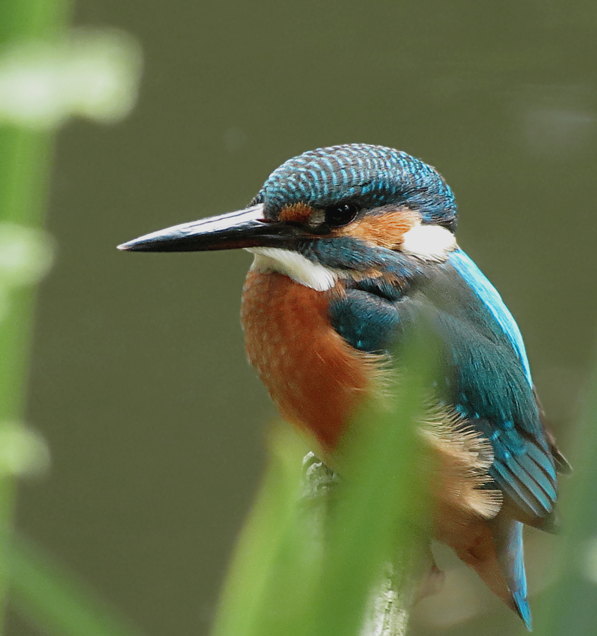 Eisvogel (Alcedo atthis)