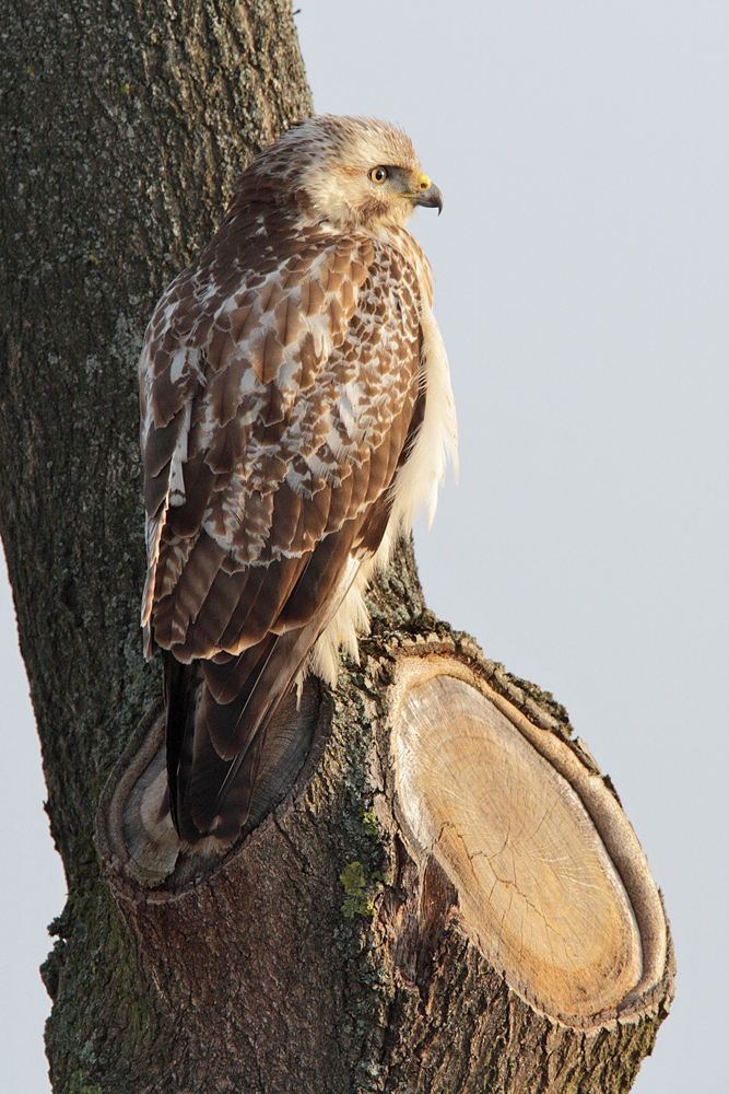 Mäusebussard Wildlife