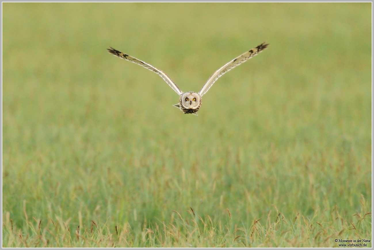 Sumpfohreule (Asio flammeus)