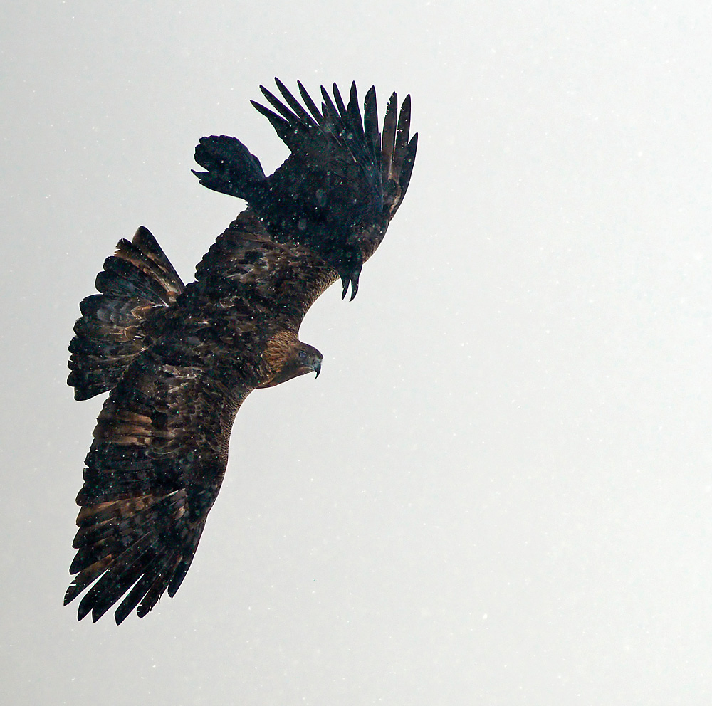 Steinadler und Kolkrabe im Schneesturm