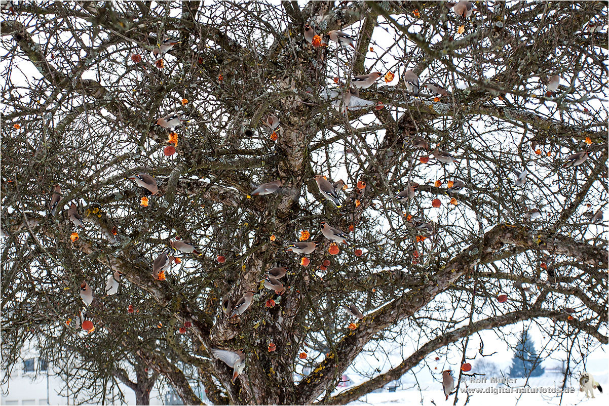 Seidenschwänze im Apfelbaum