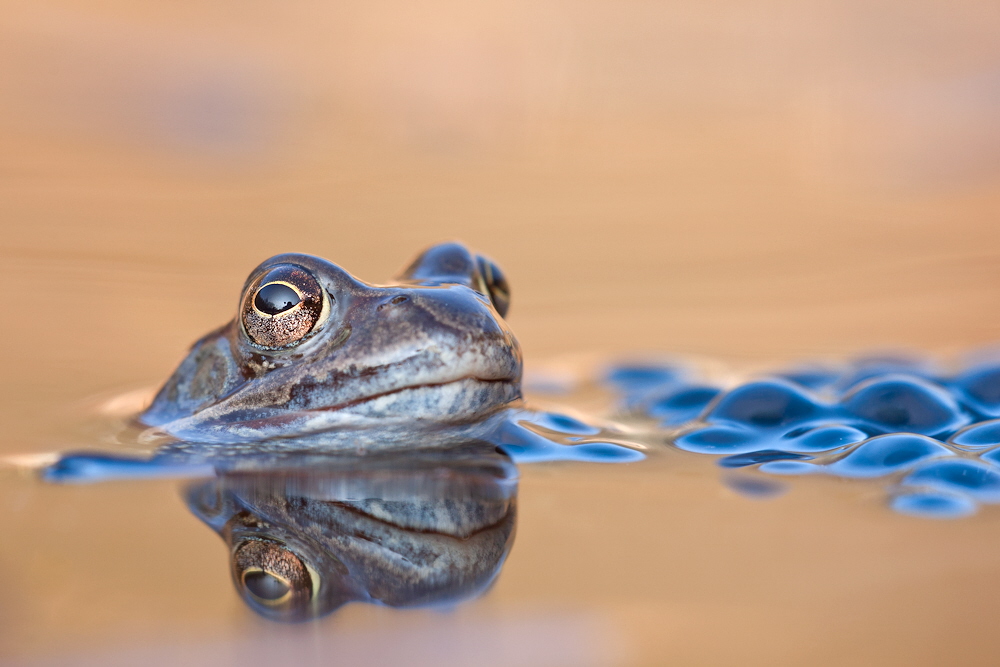 Grasfrosch