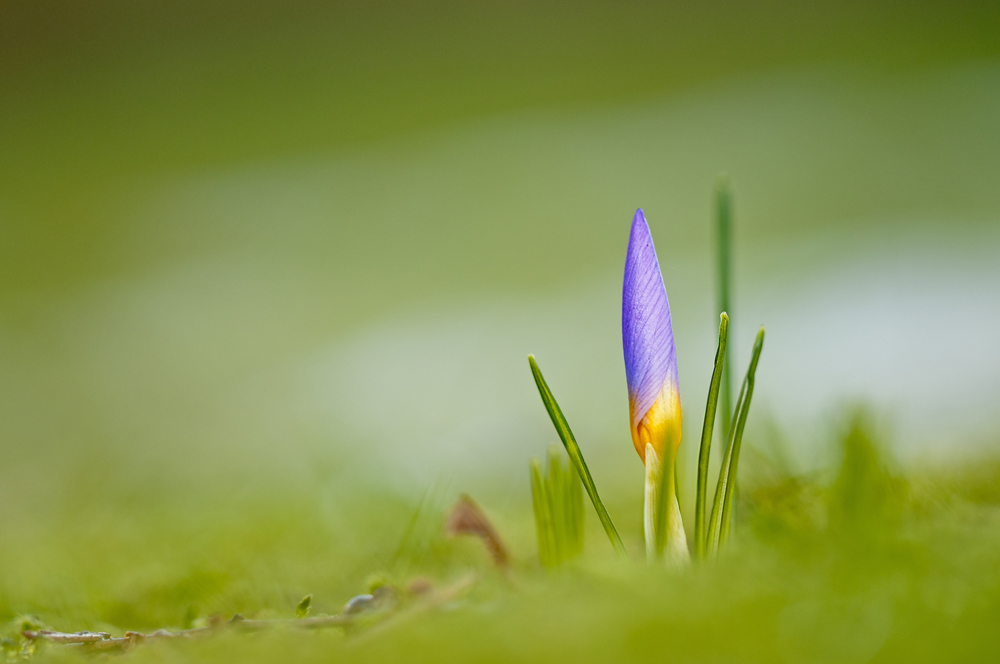 Vorfreude auf den Frühling