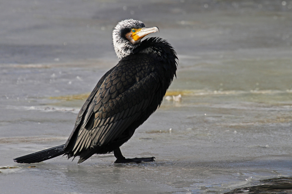 Vogel des Jahres 2010