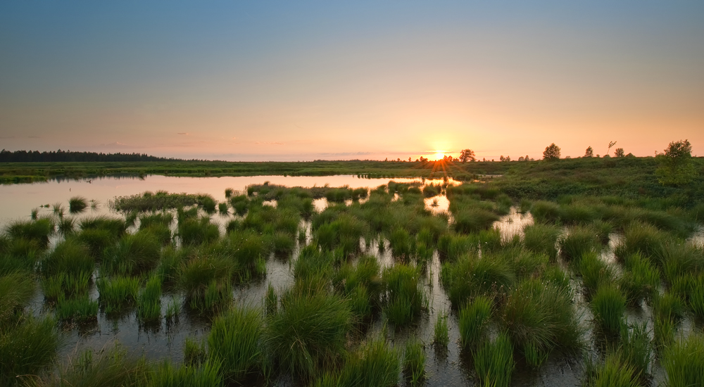 Abendlicht im Hochmoor