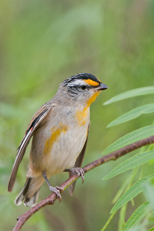 Striated Pardalote - Pardalotus striatus