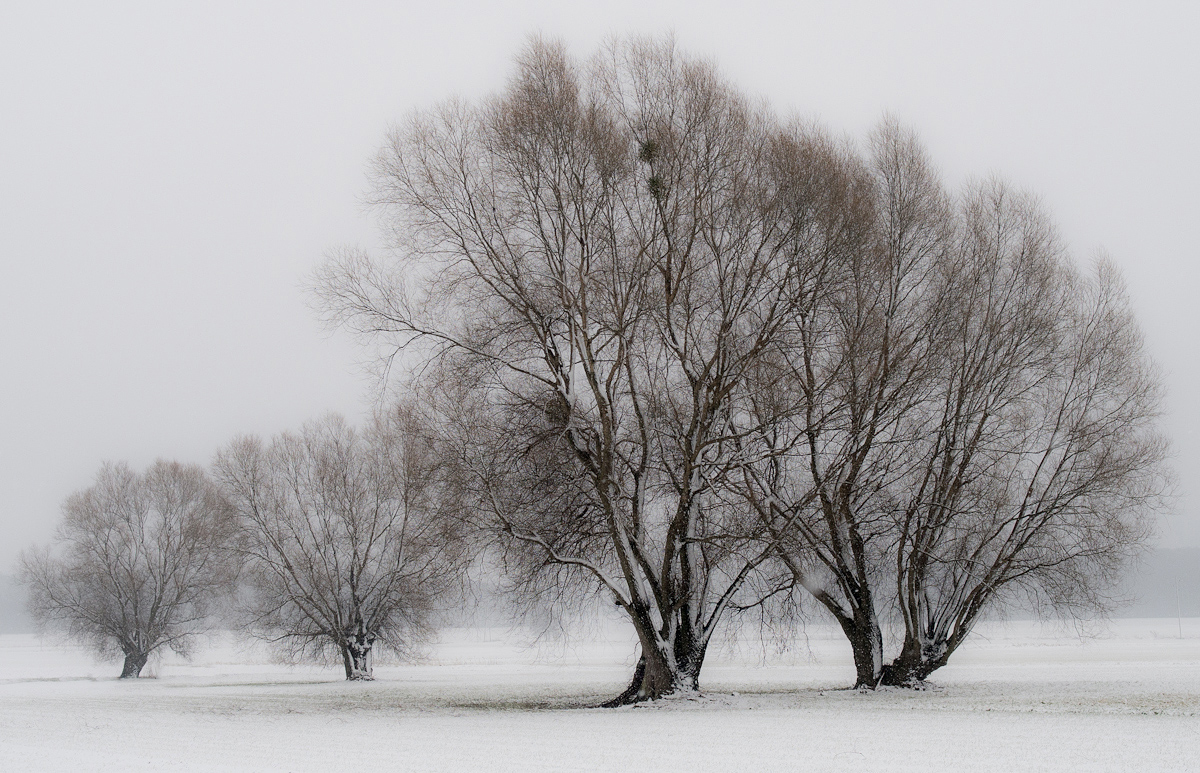 Winterweiden