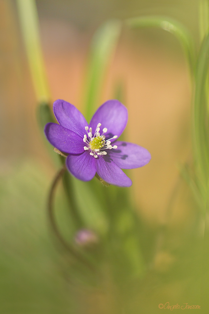 Das erste Leberblümchen
