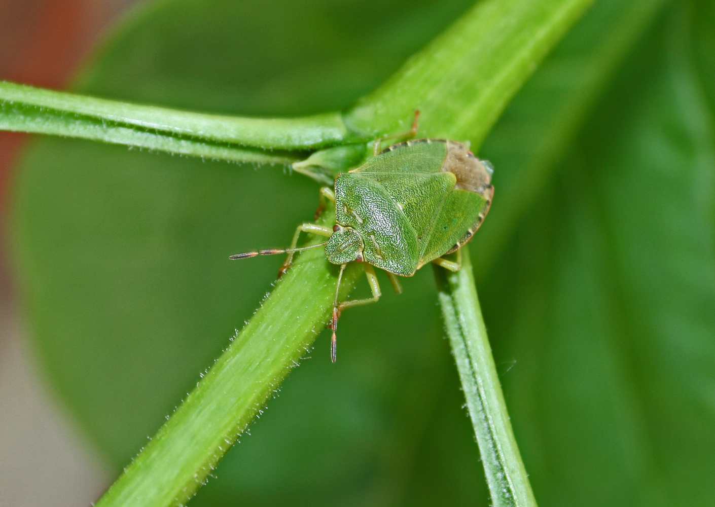 Grüne Stinkwanze (Palomena prasina)