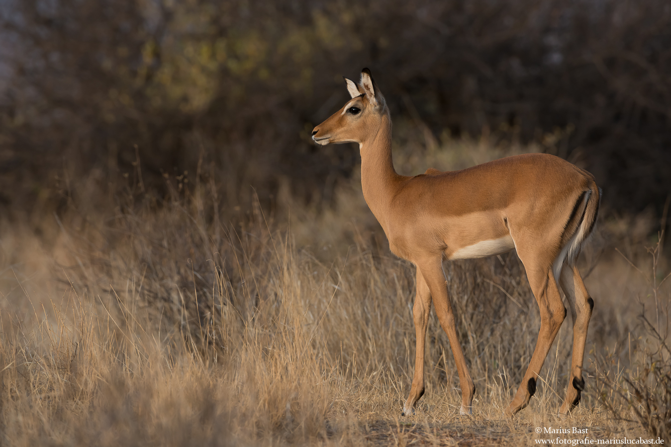 Schwarzfersenimpala (Aepyceros melampus melampus)