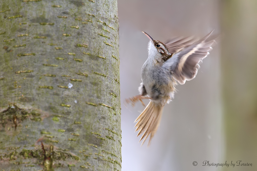 Fliegender Baumläufer