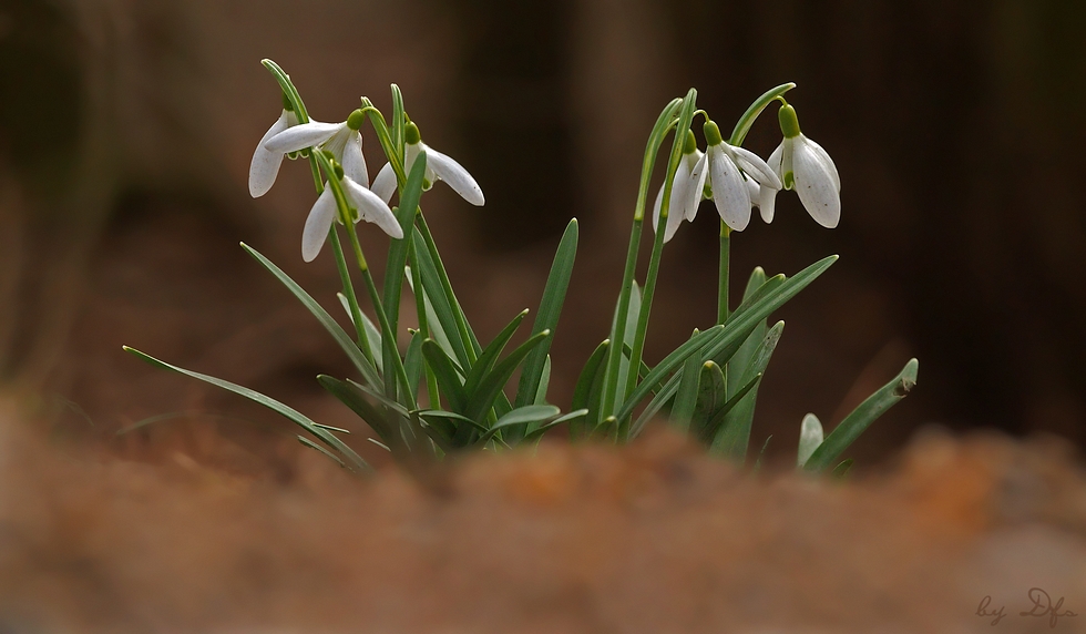 Frühlingsboten