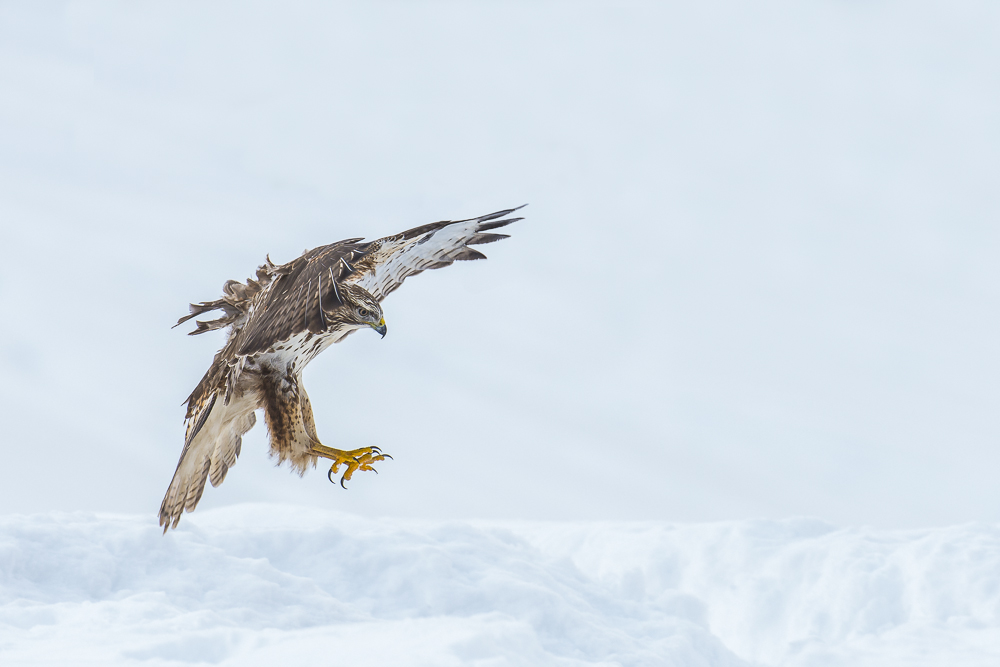 Bussard