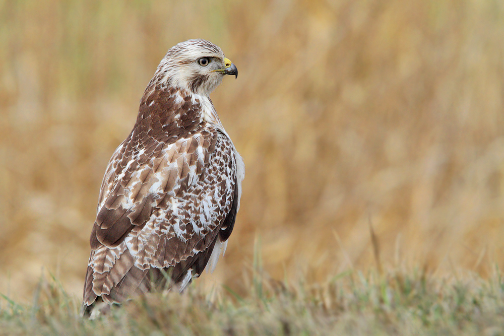Mäusebussard Wildlife