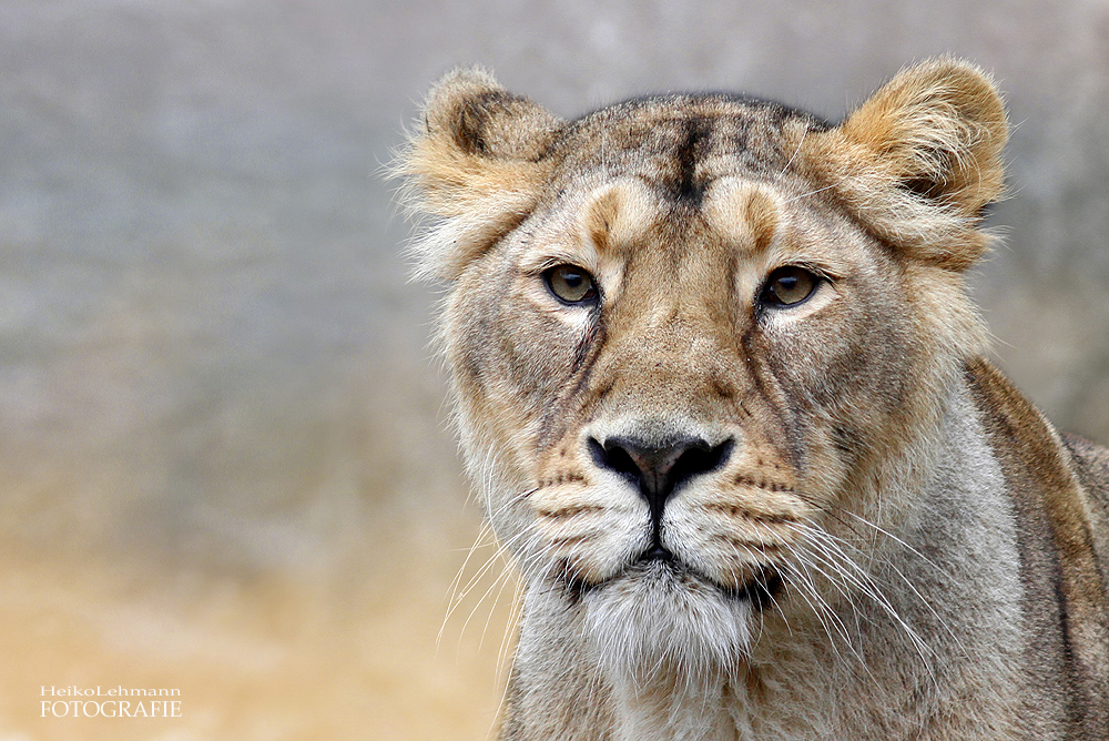 DIE LÖWIN - Panthera leo