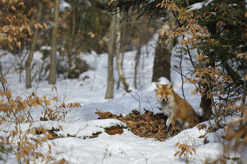 Sonnenfuchs