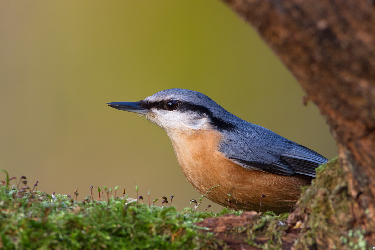 Kleiber (Sitta europaea)