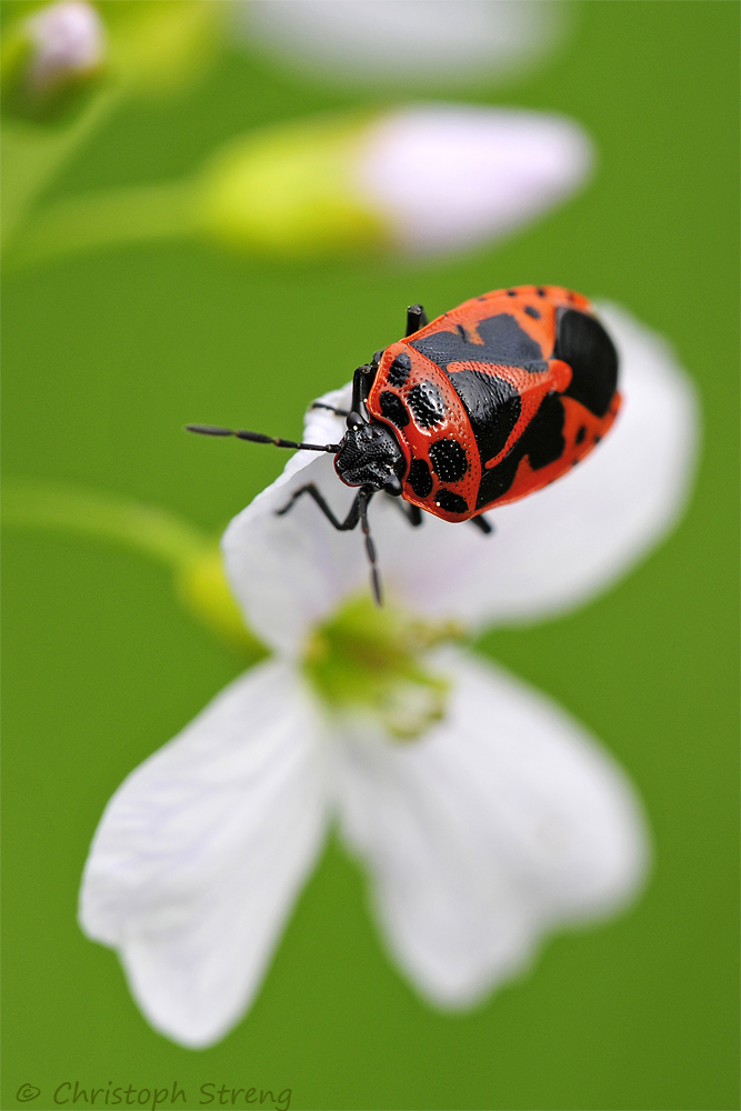 Wanze auf Wiesenschaumkraut