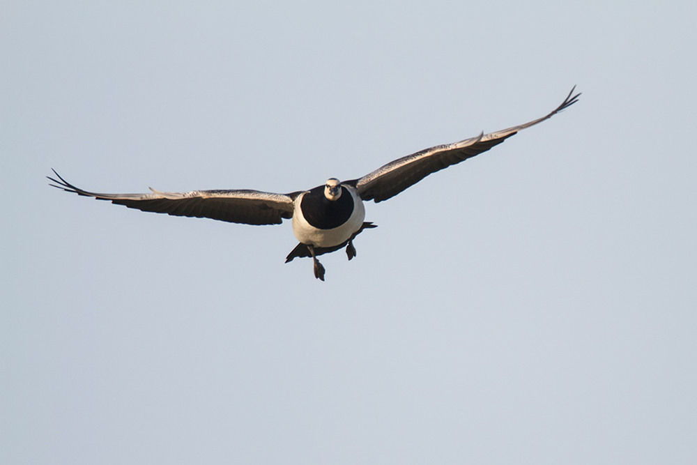 Weisswangengans im Flug, frontal