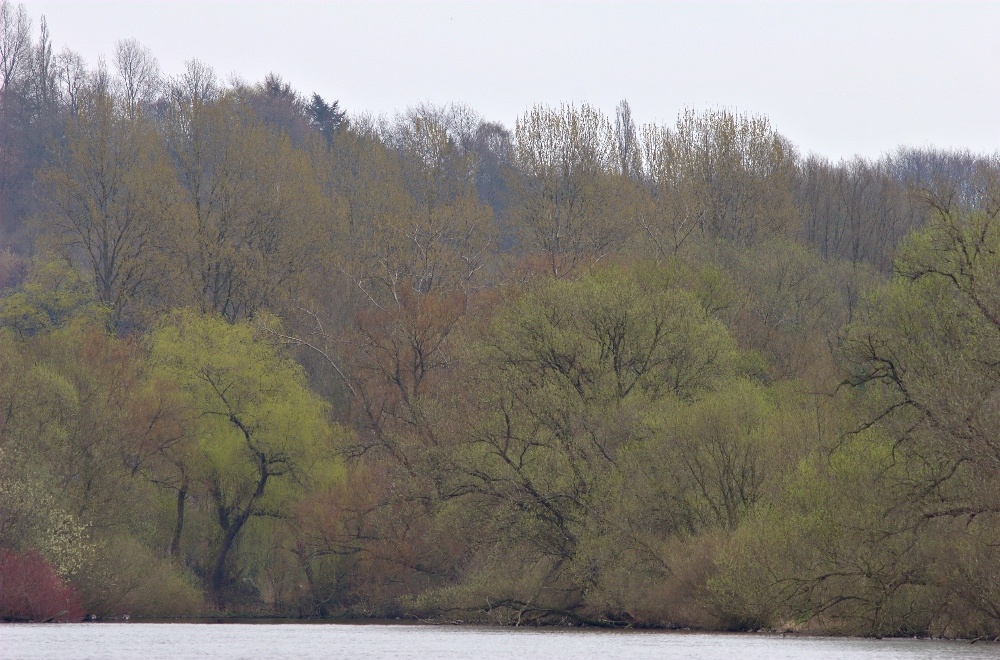 Ruhraue Mülheim im Frühling