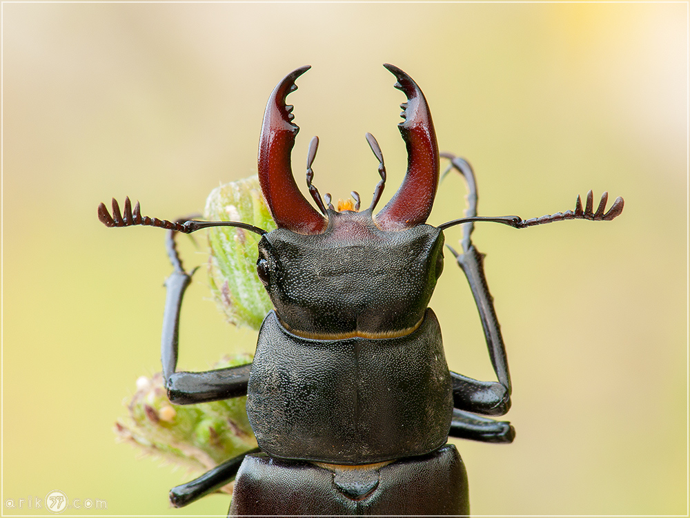 Hirschkäfer - Lucanus cervus