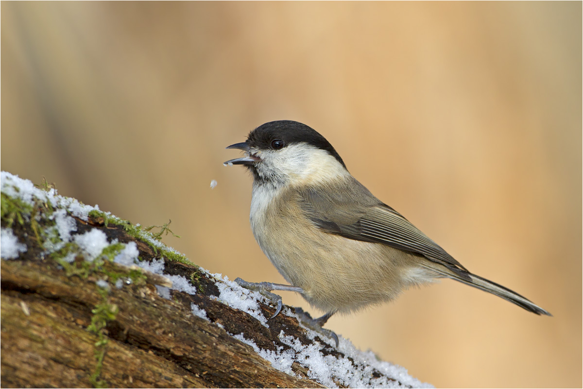 Sumpfmeise (Poecile palustris)