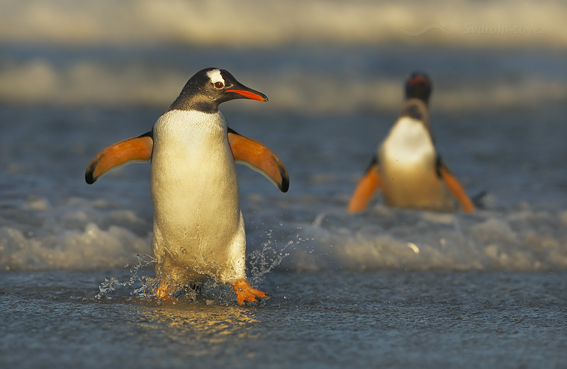 Eselspinguin (Pygoscelis papua)