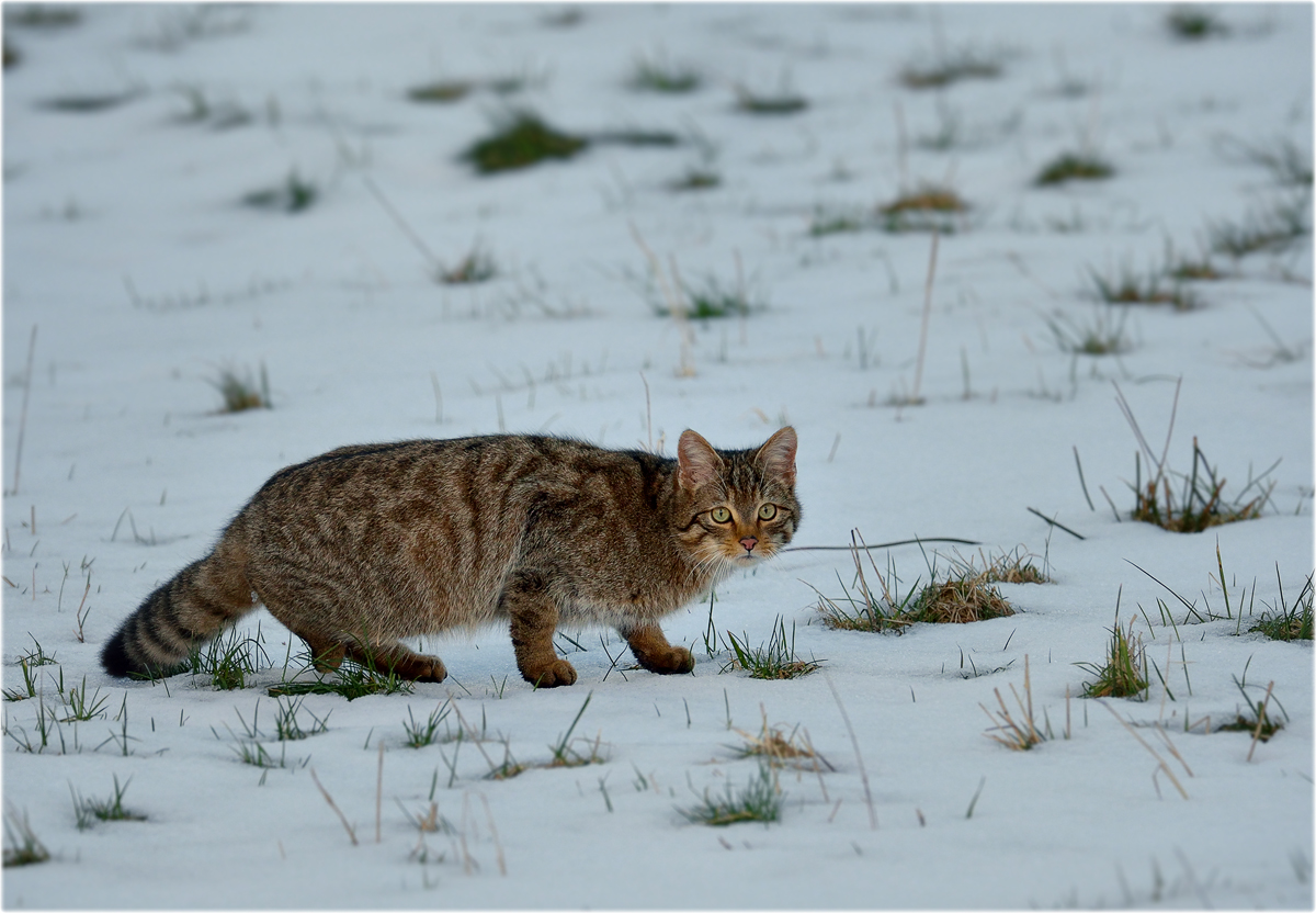 Wildkatze