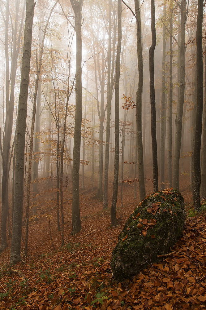 Buchenwald im Allgäu im Herbst