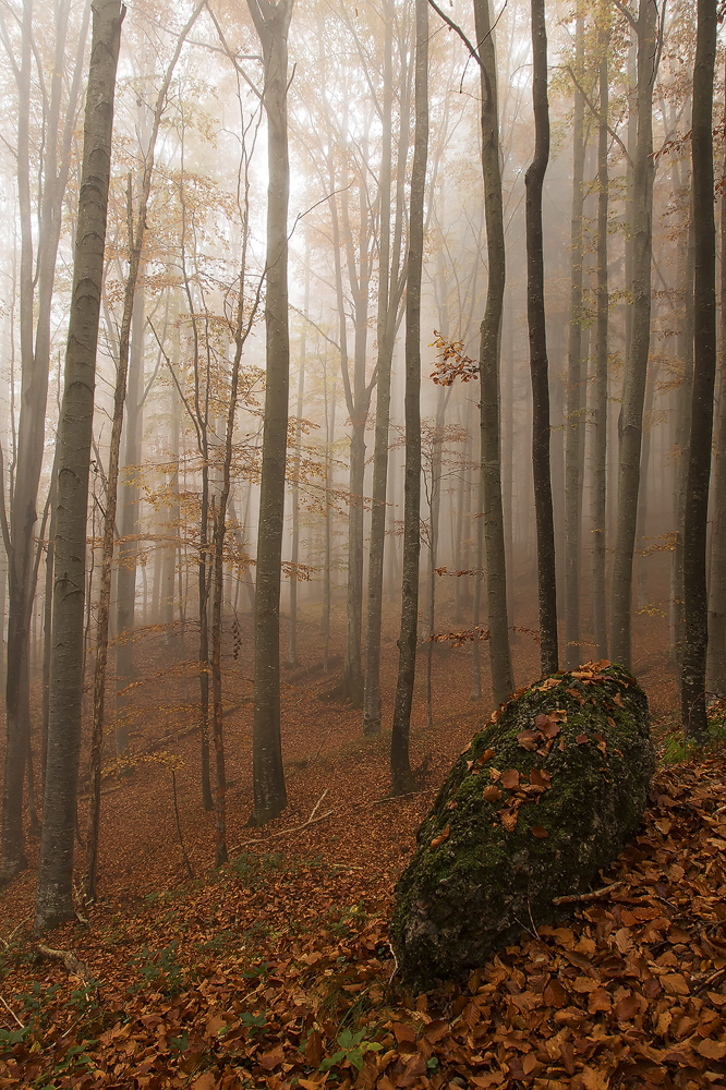 Buchenwald im Allgäu im Herbst