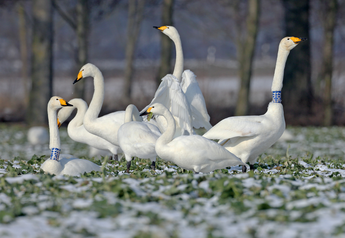 Ergänzend zum Halskrausen-Zwergschwan...