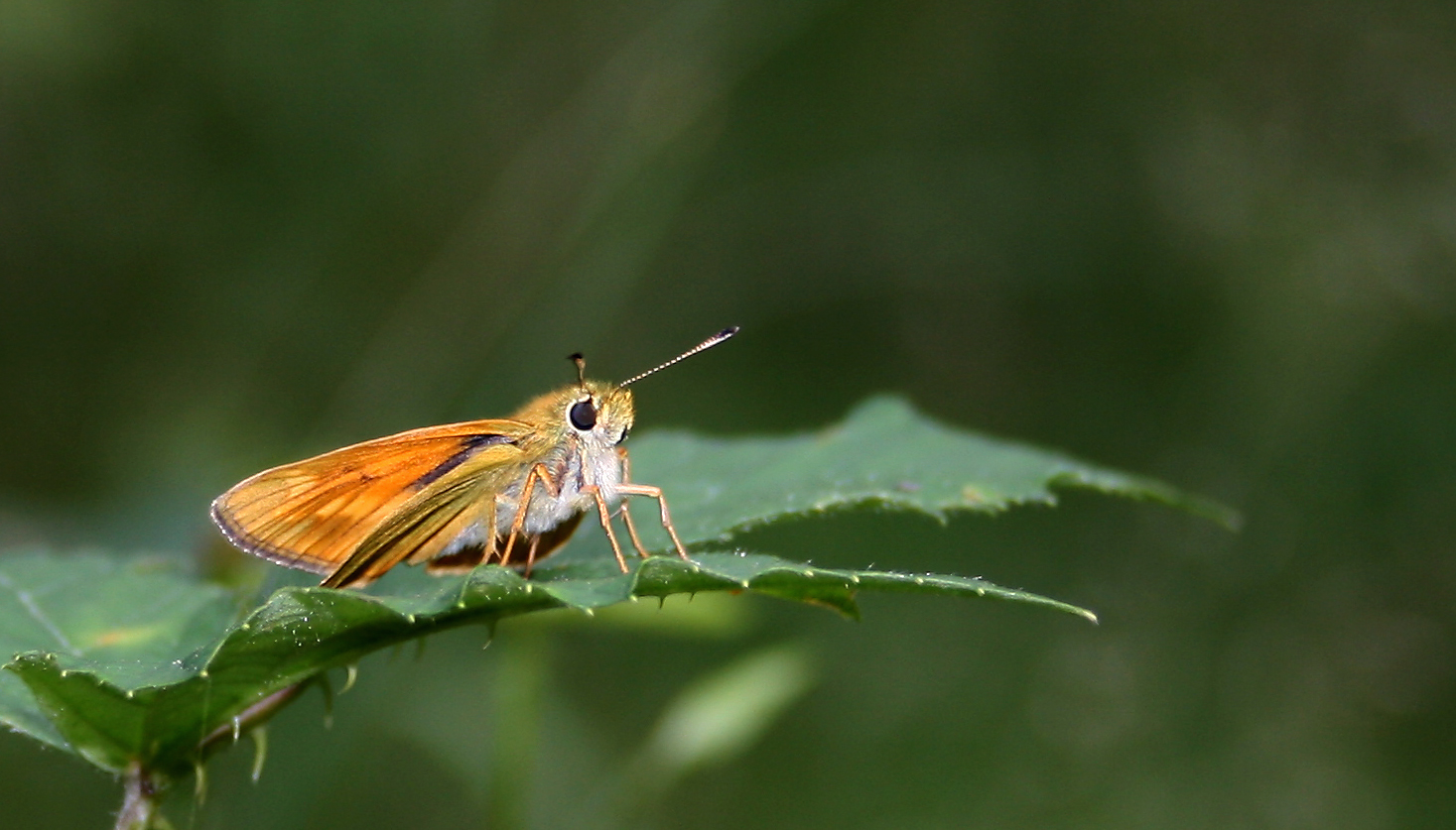 Rostfarbiger Dickkopffalter (Ochlodes venatus)