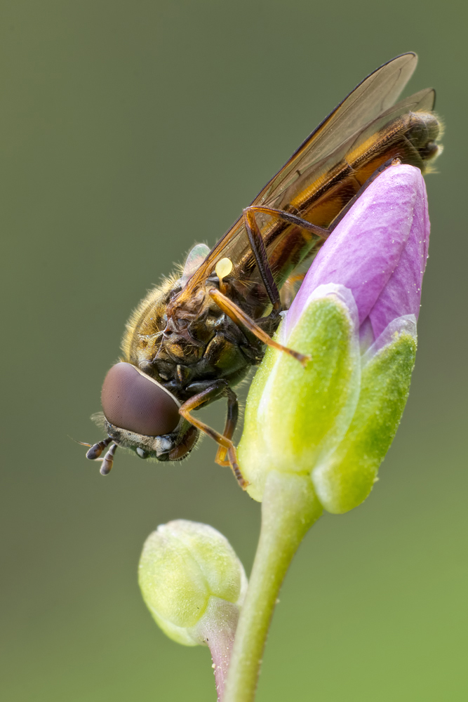glänzende Schwarzstirnschwebfliege